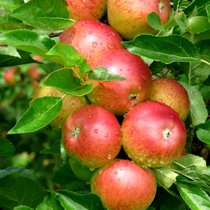 Fiesta Eating Apple