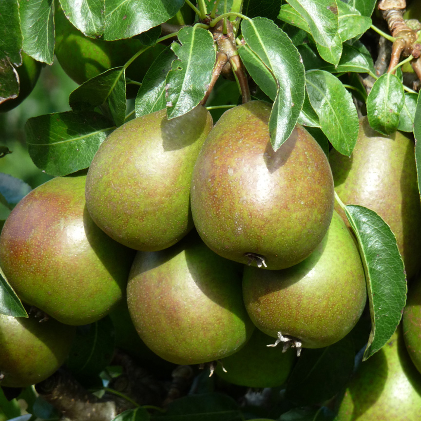 Louise Bonne of Jersey Pears